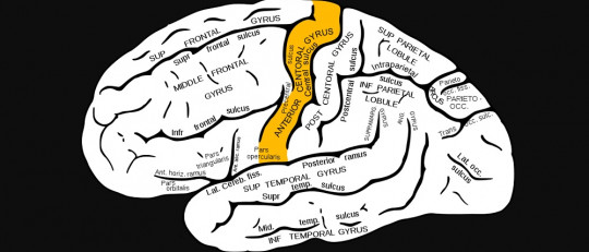 Giros Cerebrales Los Principales Pliegues Del Cerebro