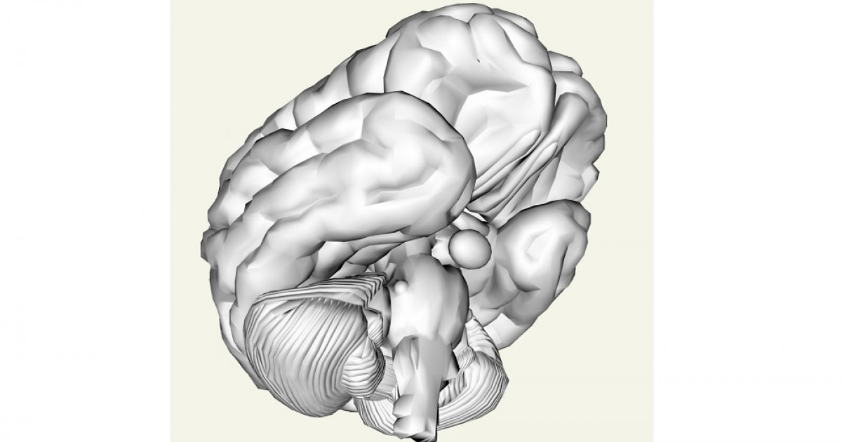 C Mo Afecta El Estr S Al Cerebro