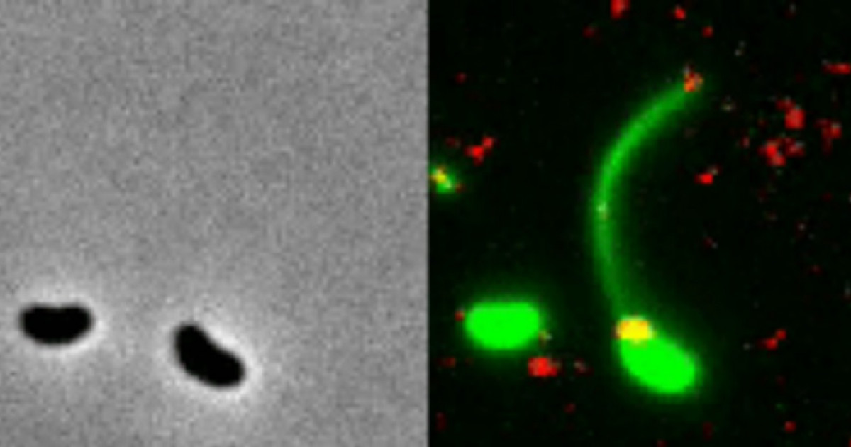 Transmisi N Horizontal De Genes Qu Es Tipos Y C Mo Funciona