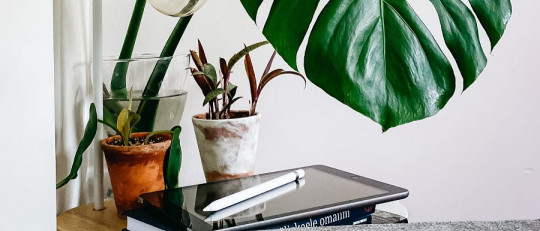 ¿Es malo dormir con plantas en la habitación?