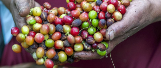 Agricultura de subsistencia