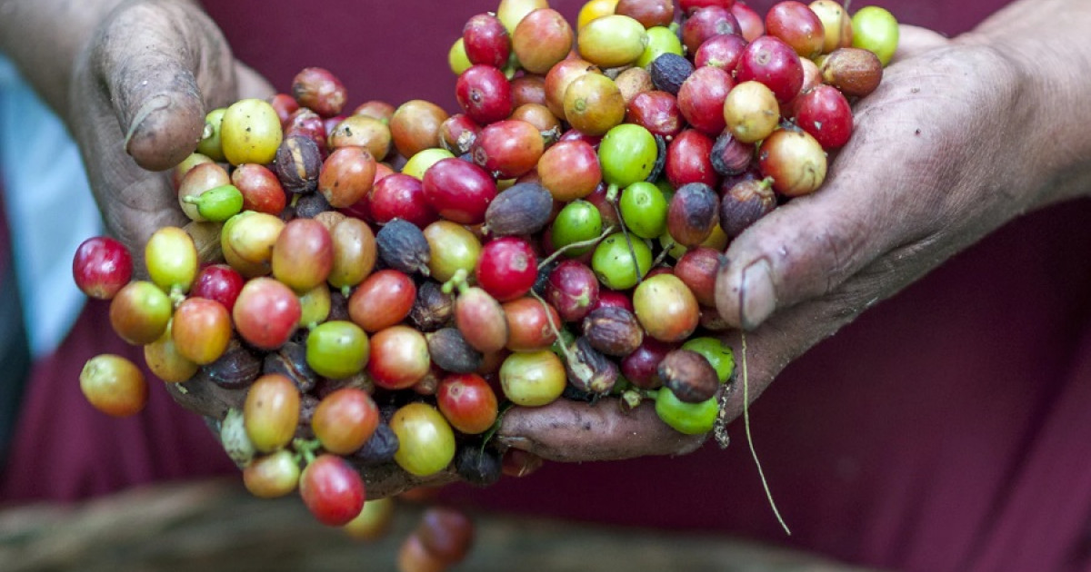 Agricultura de subsistencia qué es, tipos y características