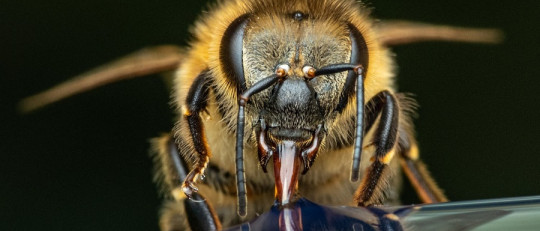 Tienen cognición los insectos