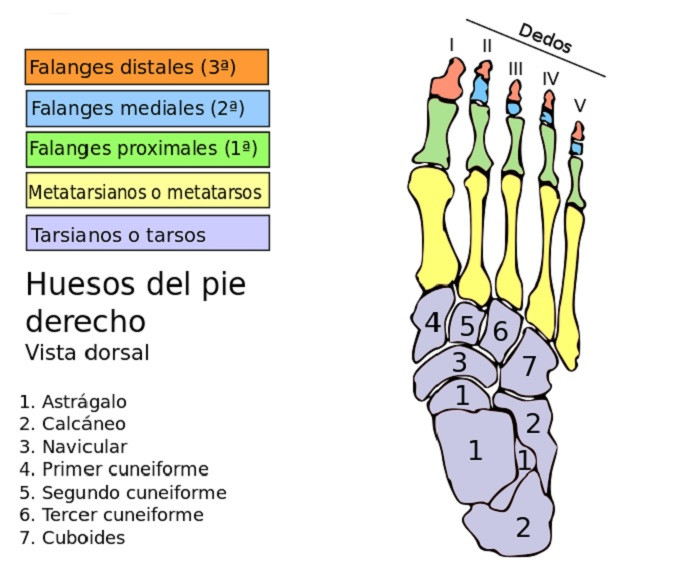 Huesos del pie