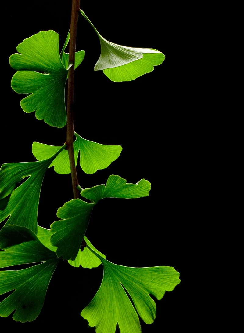 Las 60 mejores plantas medicinales, sus efectos y contraindicaciones, image size:800x1090