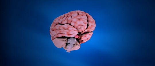 Imagen de un cerebro.