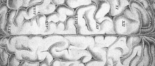 Detalle de la corteza cerebral.