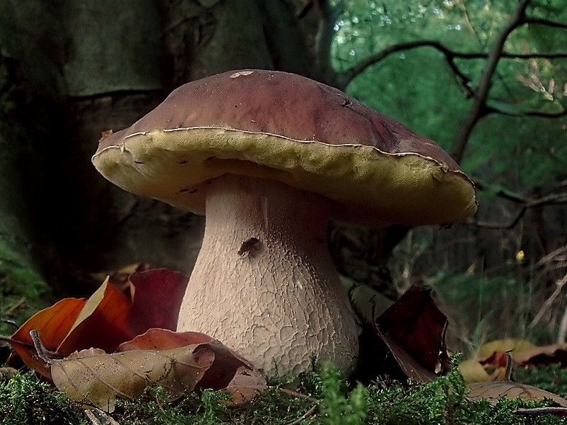 Boletus