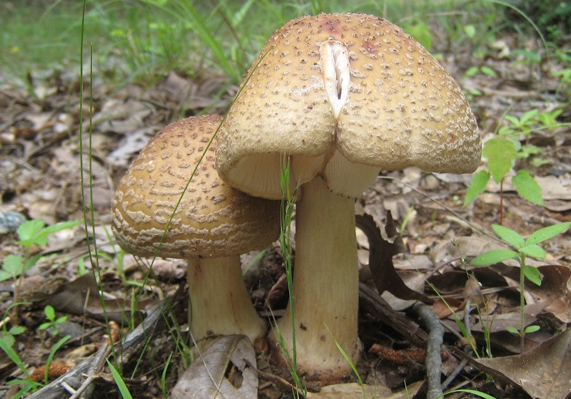 Amanita rojiza