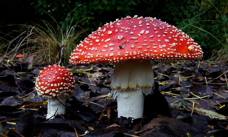 Amanita muscaria