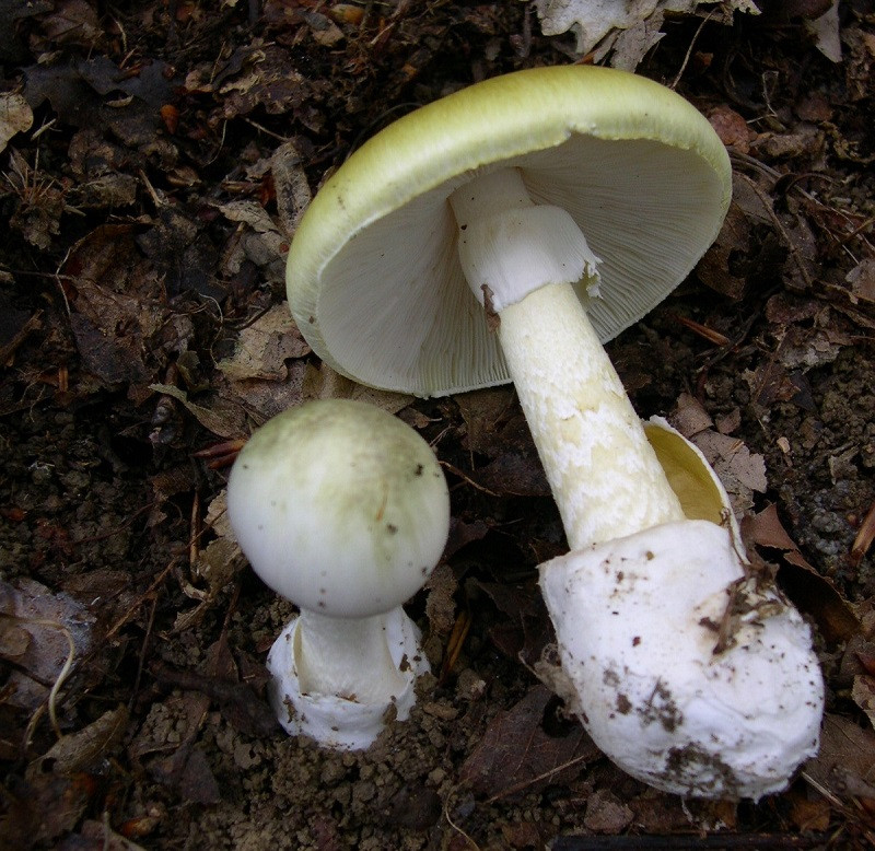 Amanita phalloides