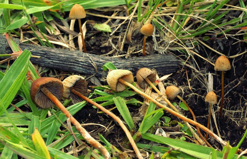 Psilocybe mexicana