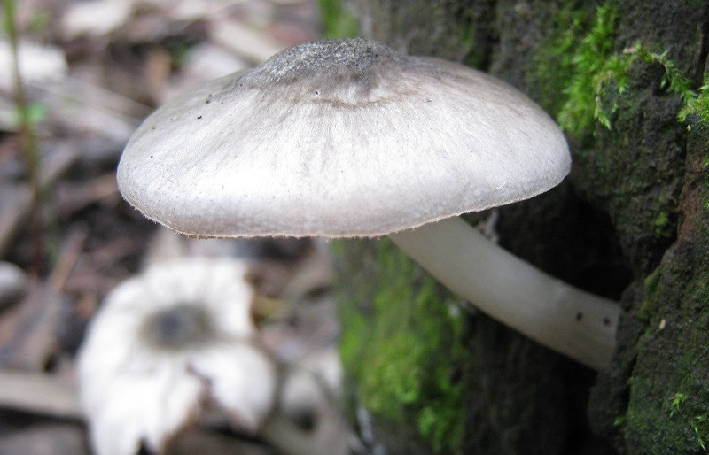 Pluteus salicinus