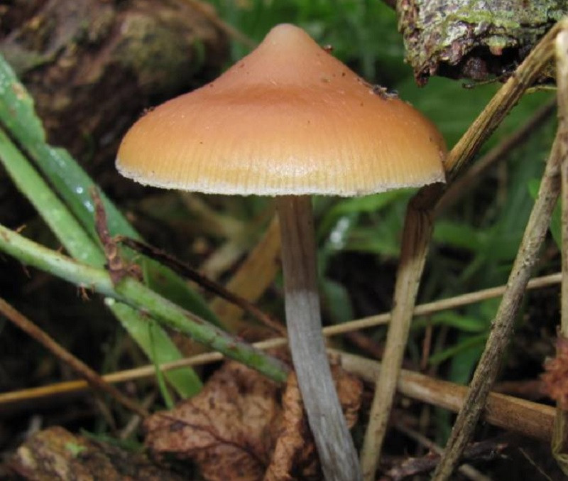 Psilocybe azurescens