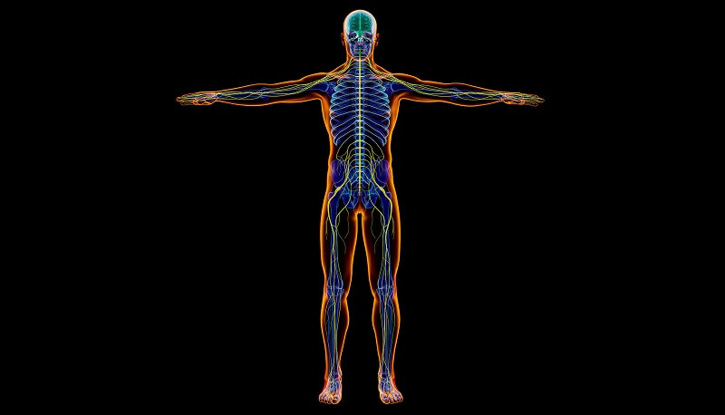 Componentes del sistema nervioso