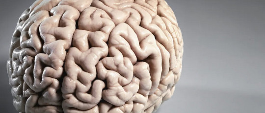 Especialización hemisférica