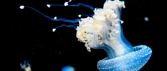 Todos los animales duermen