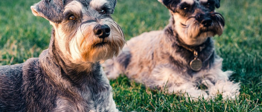 Cómo se interviene en la fobia a los perros en psicoterapia