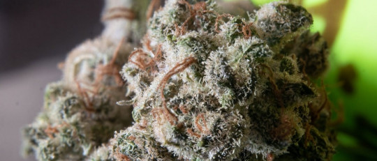 Efectos de la marihuana en el sistema nervioso