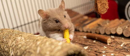 Diferencias entre condicionamiento clásico y operante