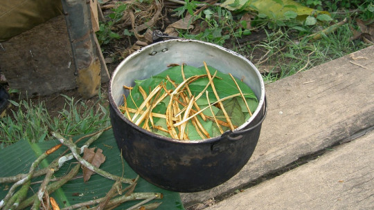 Ritual de ayahuasca