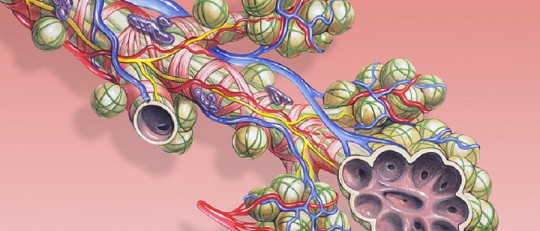 Alvéolos pulmonares