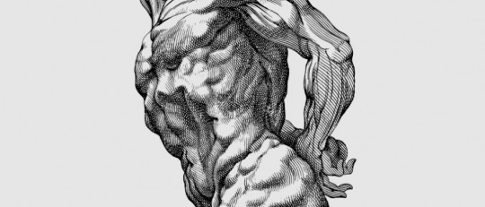 Músculos antigravitatorios