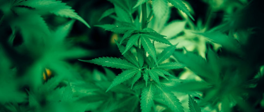 Creencias falsas sobre el consumo de marihuana