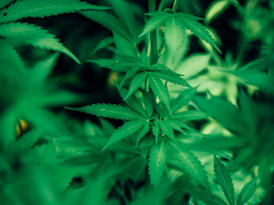 Creencias falsas sobre el consumo de marihuana