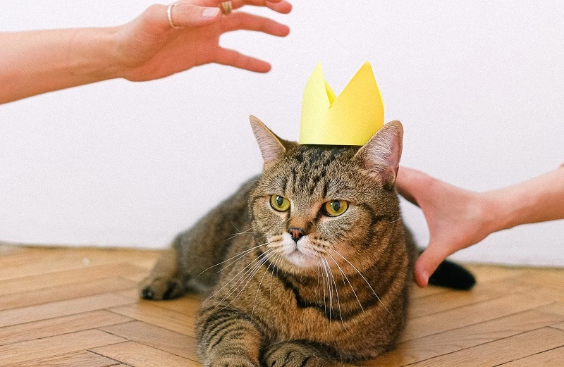 Las 110 mejores frases sobre gatos