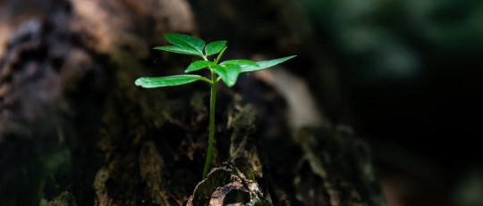 Frases de resiliencia