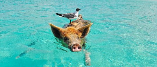 Frases cotra el maltrato animal