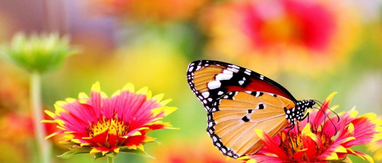 Frases sobre la belleza