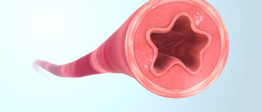 Tipos de vasos sanguíneos