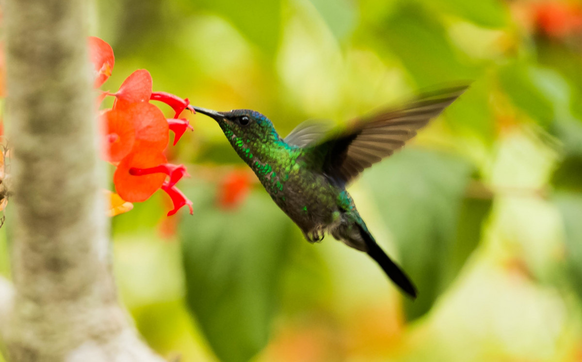 Leyenda mexicana del colibrí