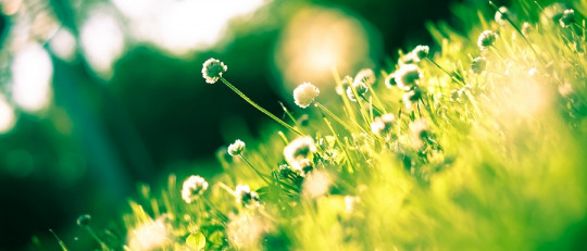 Efectos emocionales de la primavera