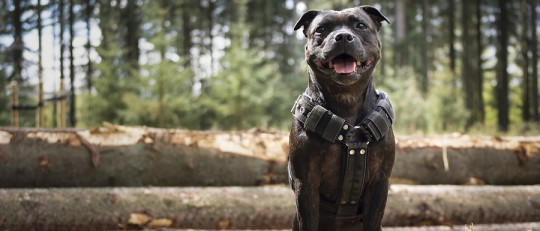 Estrategias para superar la fobia a los perros