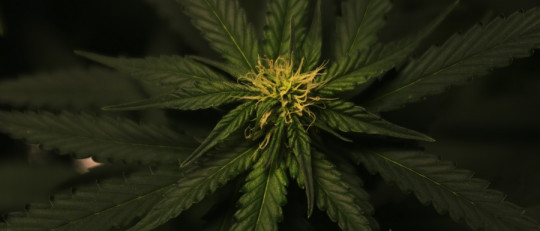 ¿Fumar marihuana te puede causar psicosis?