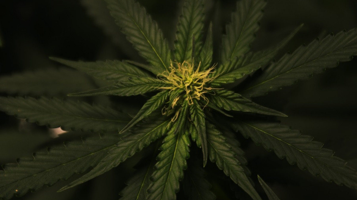 Un estudio confirma que el Cannabis daña un tipo de memoria en la mente