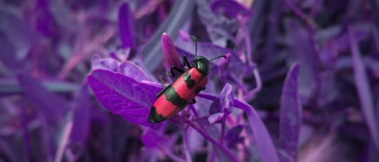 fobia a los insectos