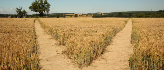 La importancia de elegir bien tu carrera universitaria