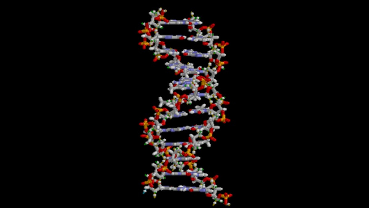 Qué es el ADN? Sus características, partes y funciones