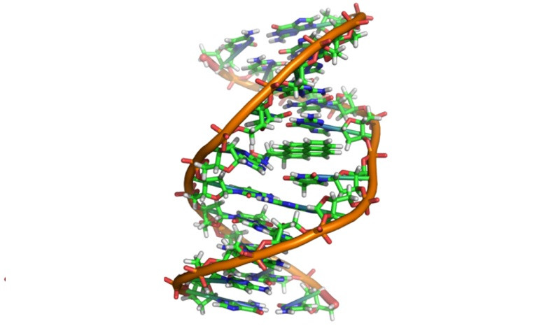 Hélice de ADN