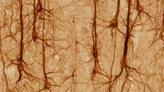 Cuánto tiempo vive una neurona