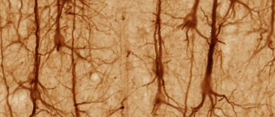 Cuánto tiempo vive una neurona