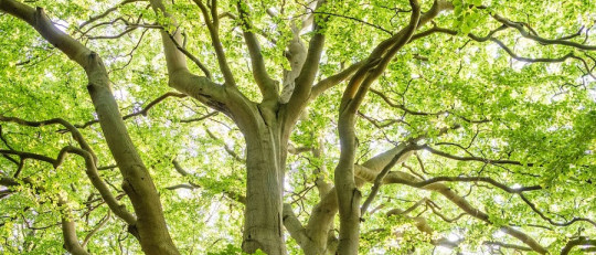 El árbol de las pre-ocupaciones
