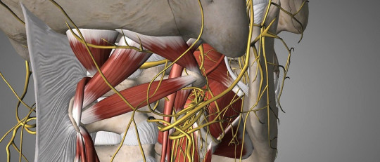 El nervio vago, el catalizador de nuestro sistema de relajación