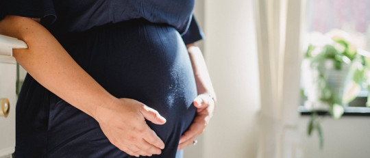 Las 5 etapas del desarrollo embrionario