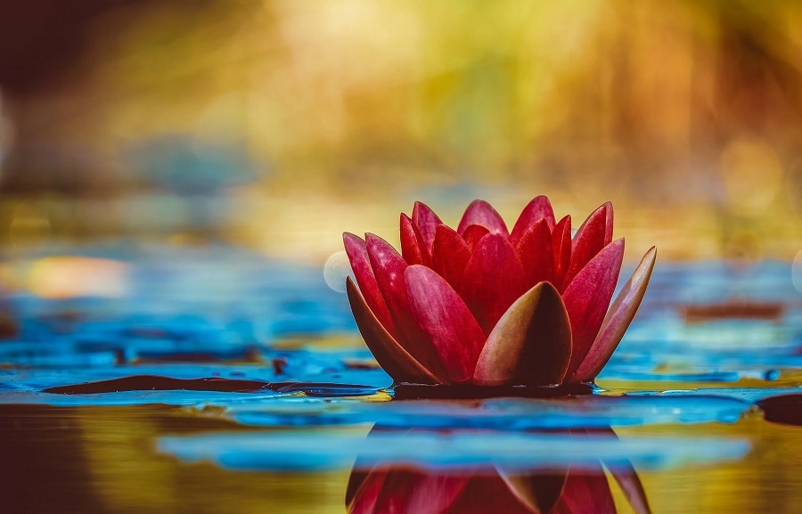 Los mejores Másters de Mindfulness en Madrid