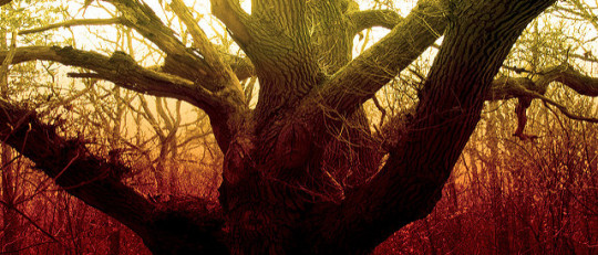 Terapia Cognitiva basada en Mindfulness: ¿qué es y para qué sirve?